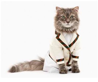 fashion-cat
